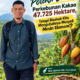 Koltim Punya Potensi Lahan Perkebunan Kakao 47.725 Hektare, Tetapi Bisakah Kita Mengubahnya Menjadi Mesin Ekonomi?